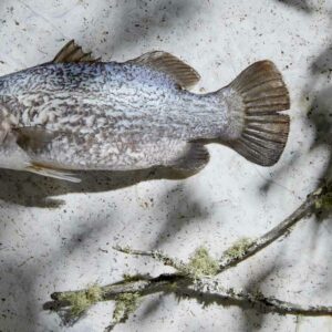 Trilogy Barramundi